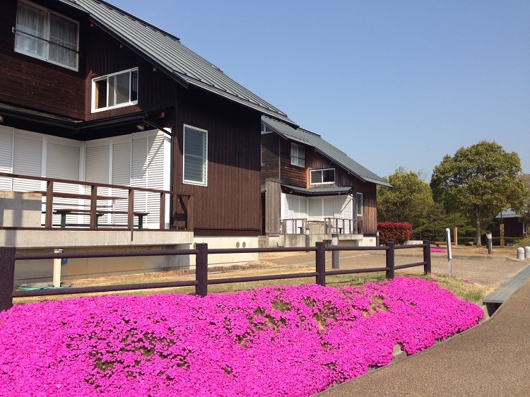 芝桜（コテージ).jpg